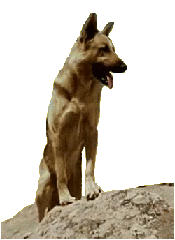 image=berger all