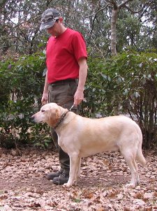 image=photo chien